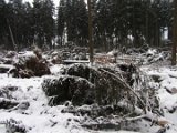 Nach Orkan Friederike  - Silberborner Strasse  (4)